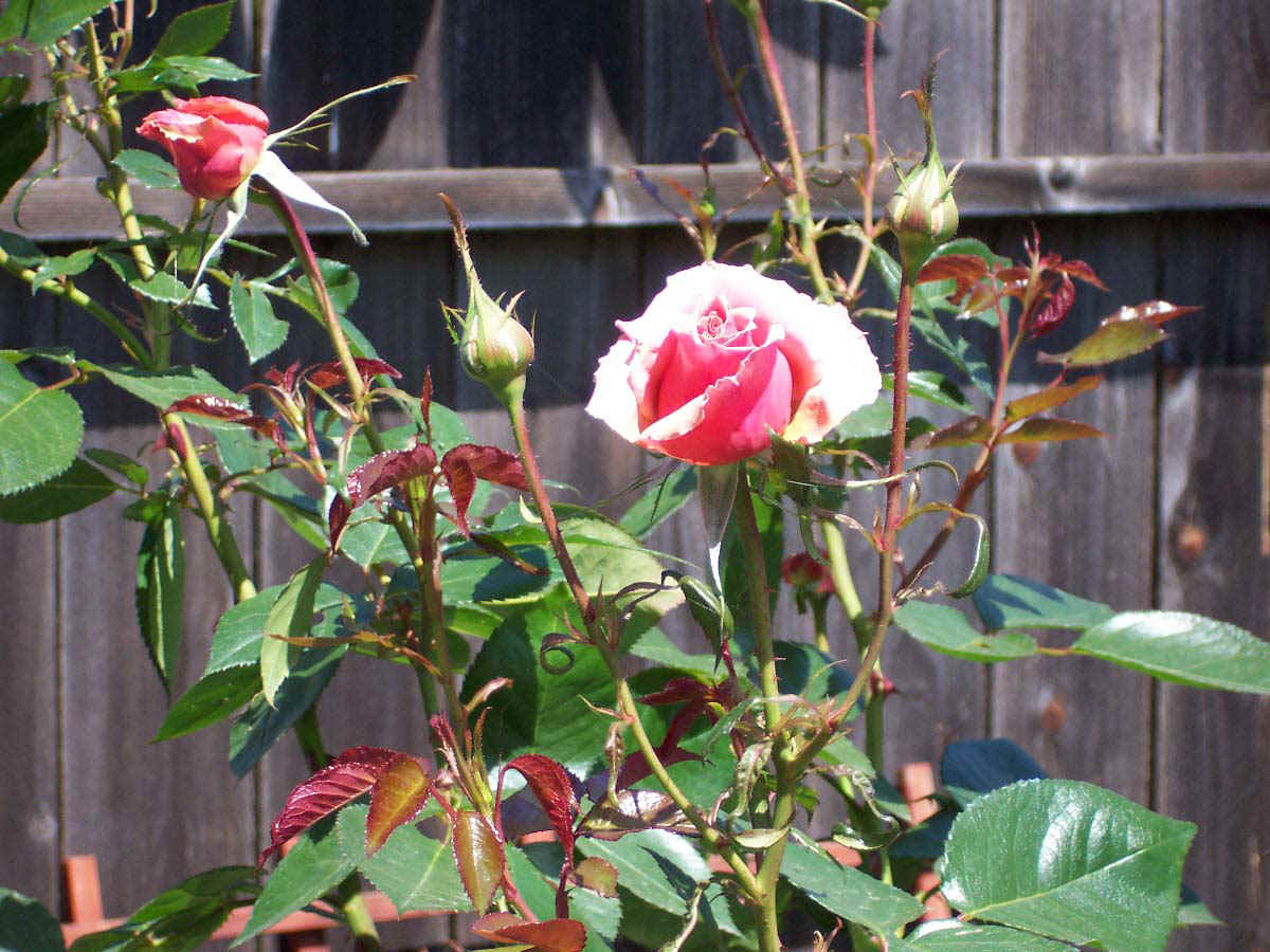 rose.jpg (177523 bytes)